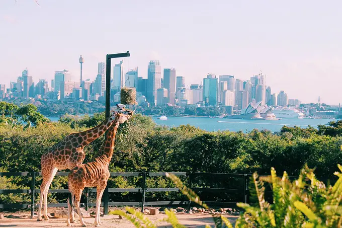 一个人的悉尼之旅 -华闻时空