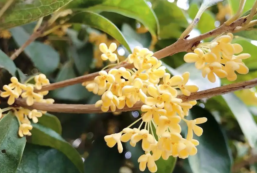 姜敏达诗歌欣赏：《桂花落下》（外一首）-华闻时空