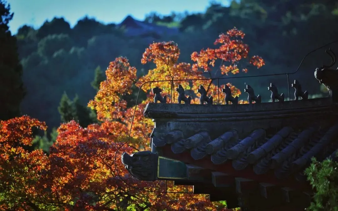 “北平之秋便是天堂” 这份家门口的赏秋地图,请收好~-华闻时空