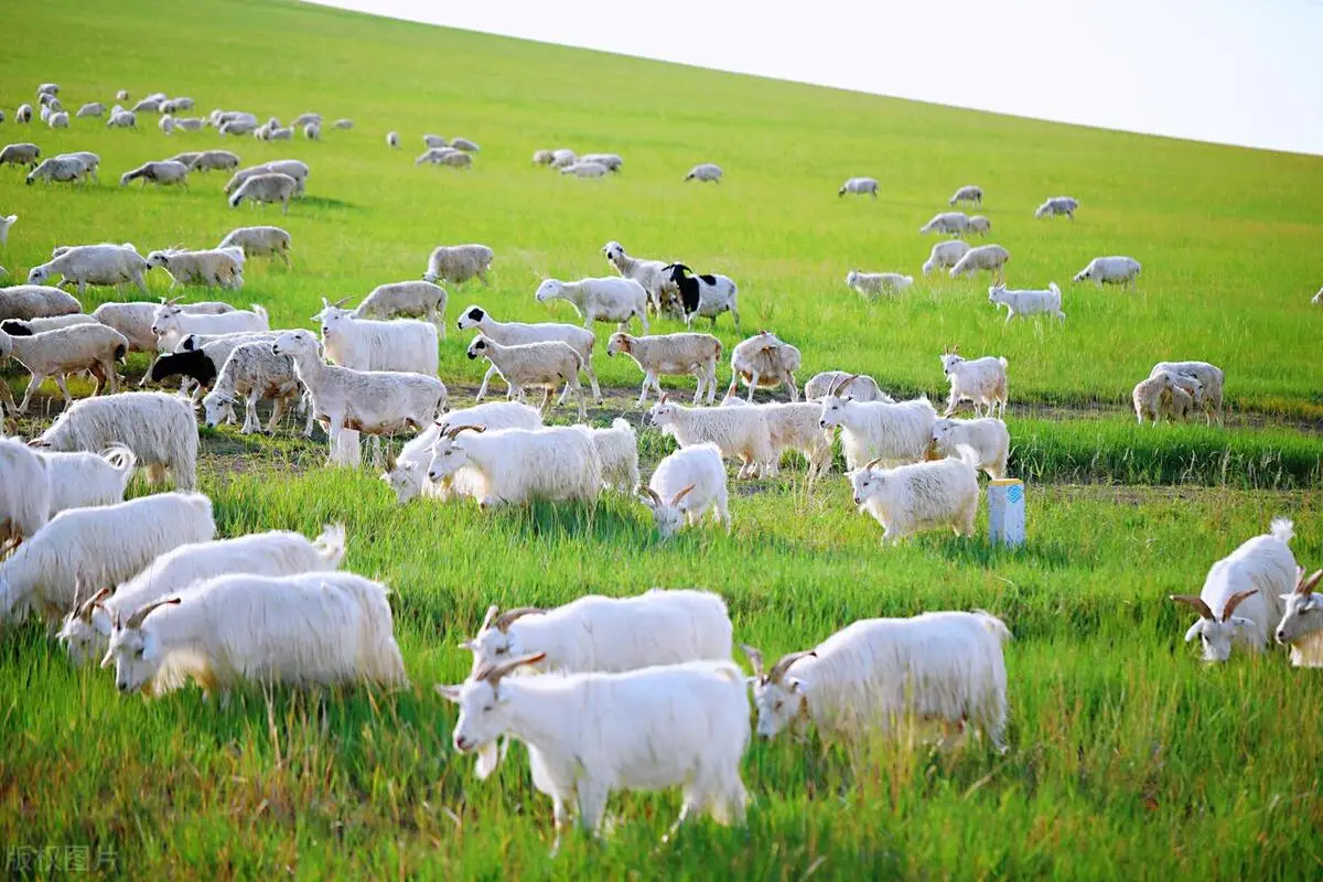 被称为世界上“最孤独国家”的新西兰,你不知道的冷知识!-华闻时空