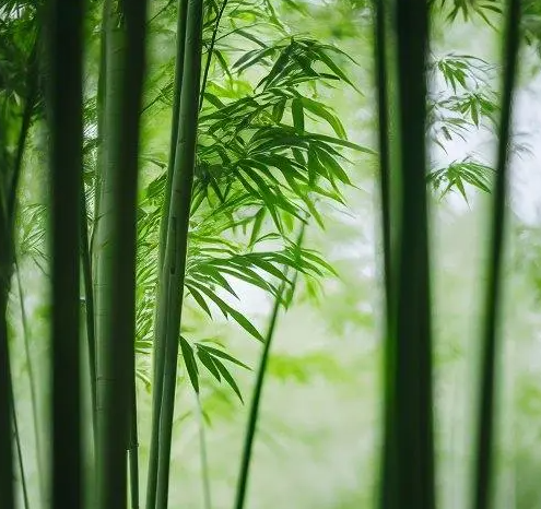 姜敏达诗歌欣赏：冬天的翠竹-华闻时空