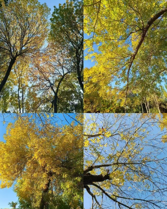 王新火诗歌欣赏：最好的季节-华闻时空