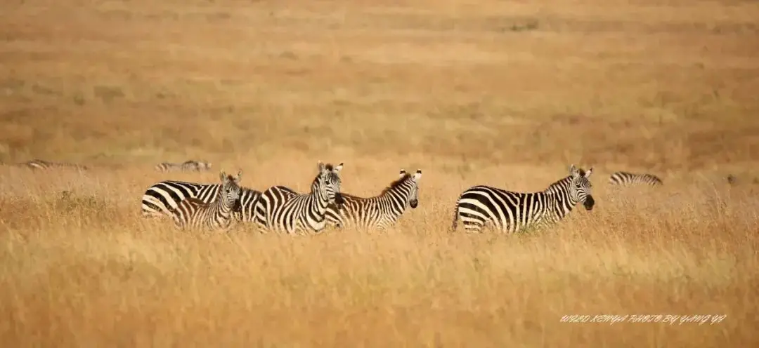 被旅行综艺骗了？这才是真实的坦桑尼亚 -华闻时空