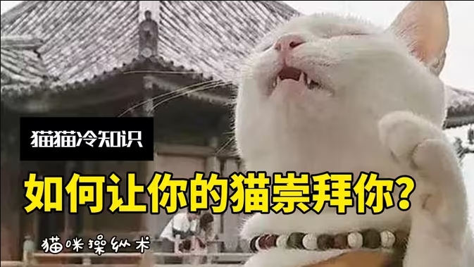 如何让你的猫崇拜你?4步培养舔猫…-华闻时空