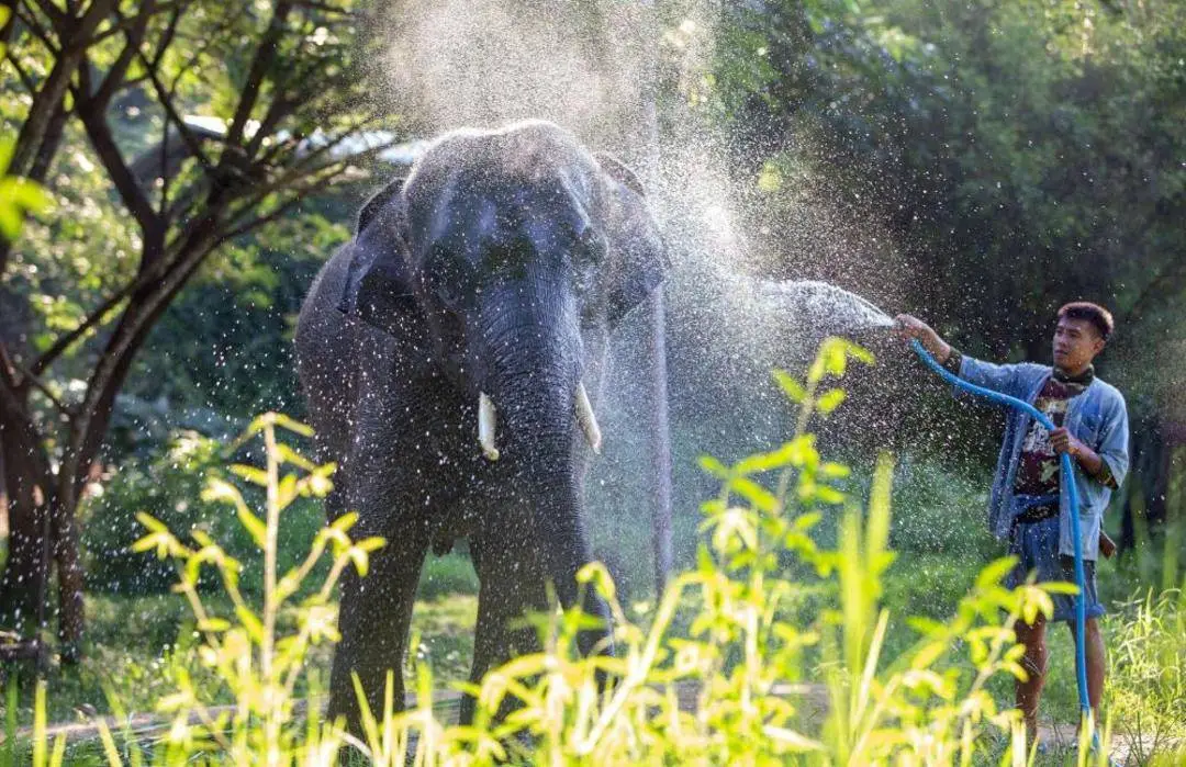 游客在泰国与大象互动意外身亡 运营模式引发反思-华闻时空