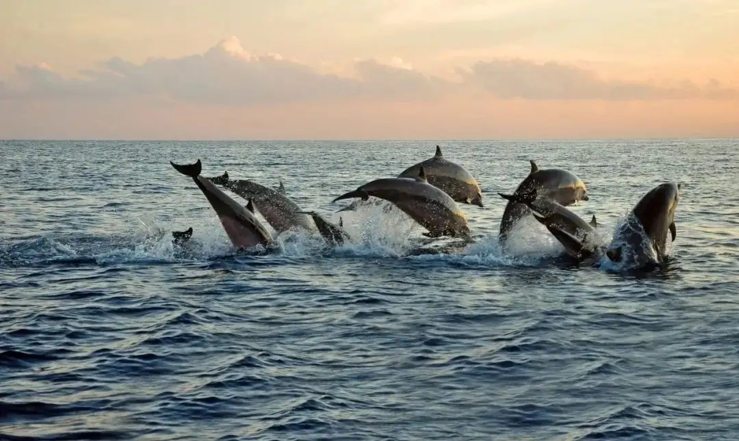 上班暂停！我要去“牛马最向往”巴厘岛 -华闻时空