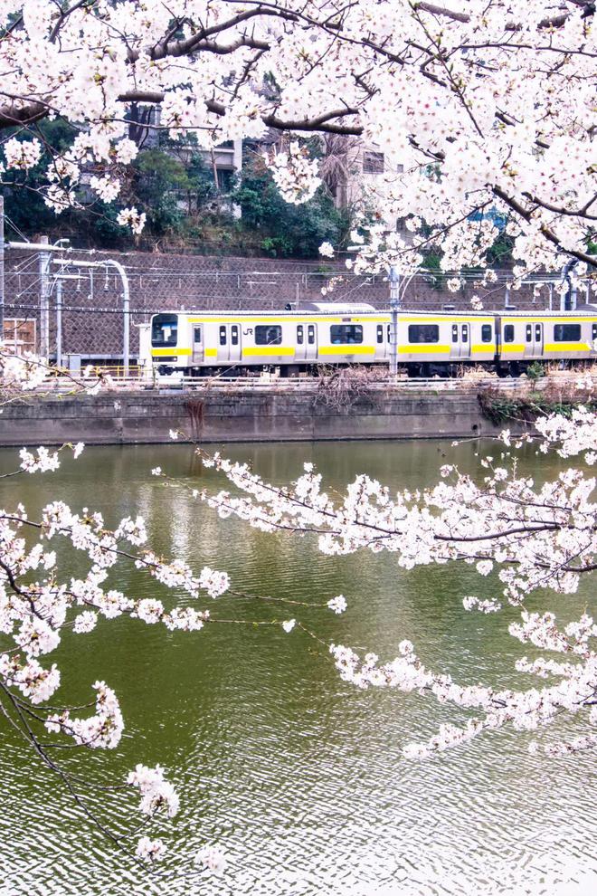 浪漫樱花、看海小火车、美肌之汤…..一站式解锁最美春色！-华闻时空