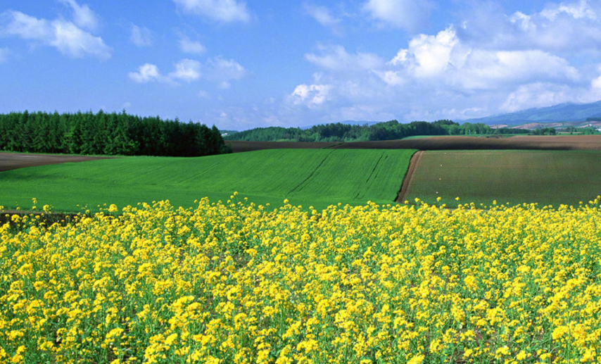 揭示跨国婚姻中华裔女性的文化宿命-华闻时空