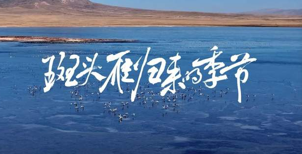 中国电视-《斑头雁归来的季节》-华闻时空