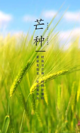 姜敏达诗歌欣赏：芒种-华闻时空