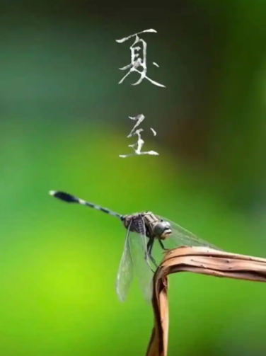 姜敏达诗歌欣赏:夏至-华闻时空
