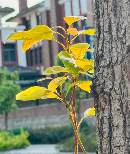 赵麟斌：老树新枝-华闻时空