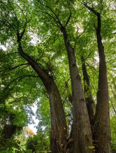 赵麟斌：老树新枝-华闻时空