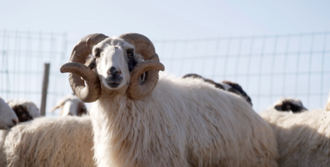 中国电视-《农耕春秋——时和岁丰》：纪实拍摄以情动人-华闻时空