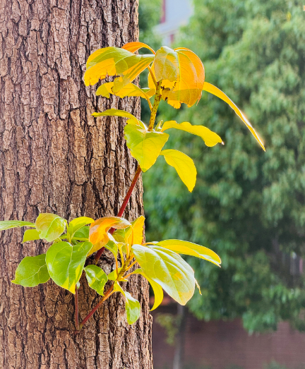 赵麟斌：老树新枝-华闻时空