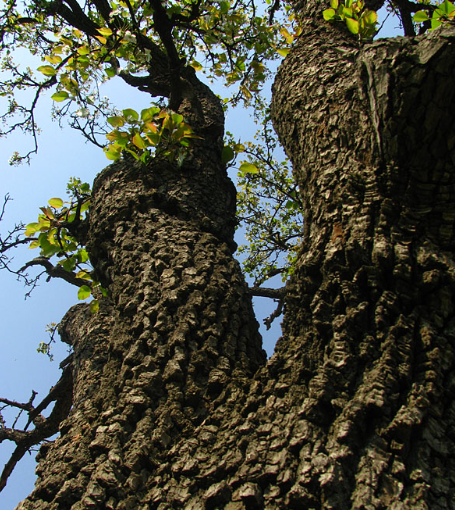 赵麟斌:老树新枝-华闻时空