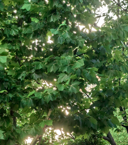 姜敏达诗歌欣赏:《夏日》(外一首)-华闻时空