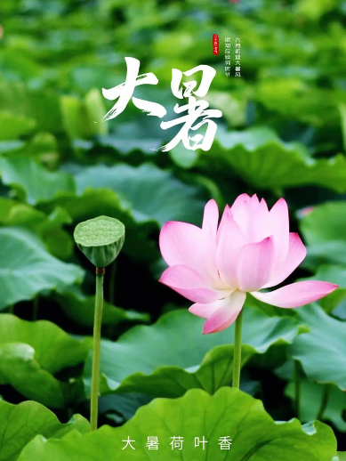 姜敏达诗歌欣赏：大暑-华闻时空