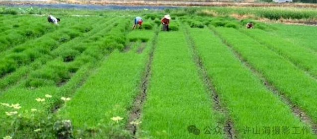 新人新作：荷田稻野间的成长印记-华闻时空