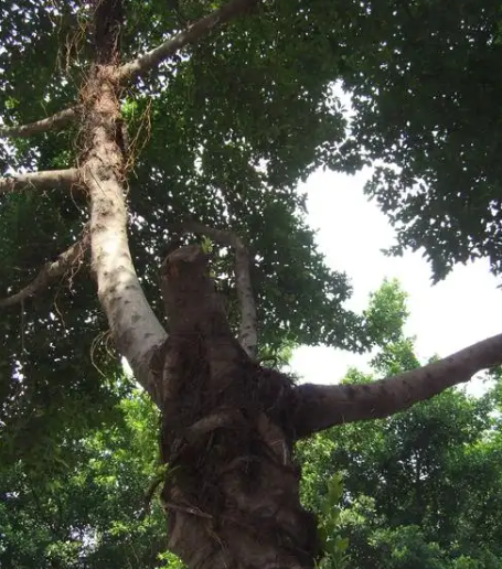 赵麟斌:老树新枝-华闻时空