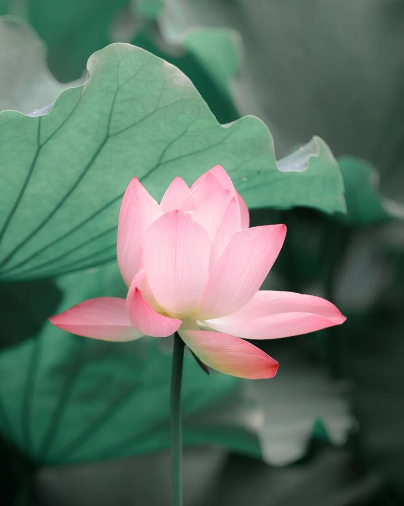 姜敏达诗歌欣赏：《荷花》（外一首）-华闻时空