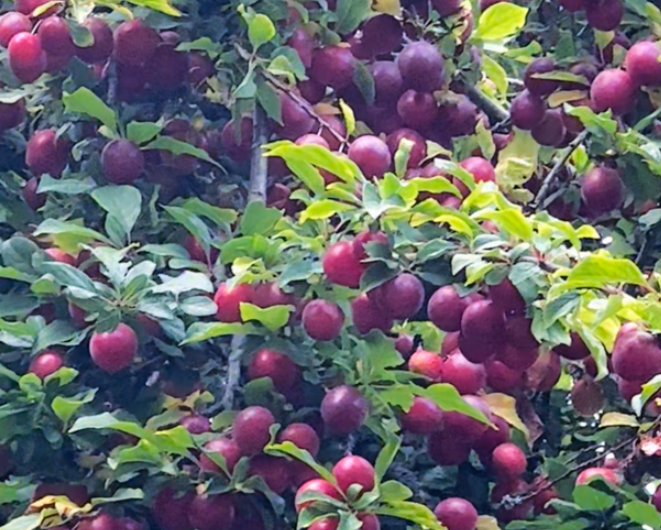 七月，野外拾果（组诗）-华闻时空