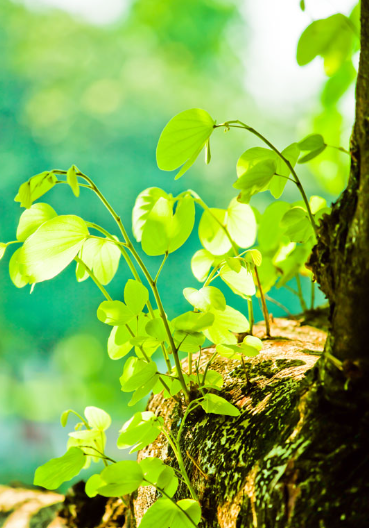 赵麟斌：老树新枝-华闻时空