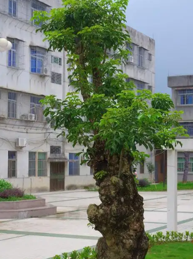 赵麟斌：老树新枝-华闻时空