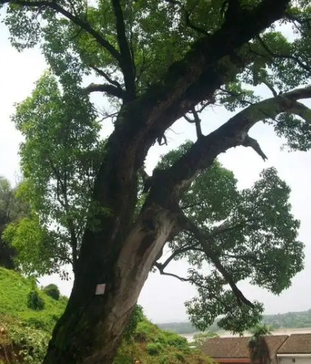 趙麟斌 ：老树新枝-华闻时空