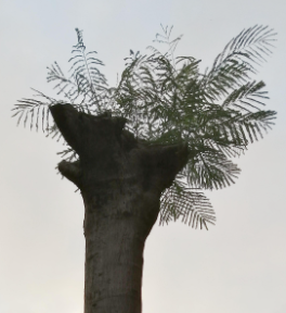 赵麟斌：老树新枝-华闻时空