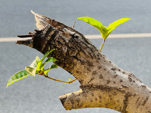 赵麟斌：老树新枝-华闻时空