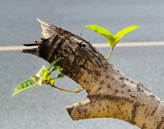 赵麟斌:老树新枝-华闻时空