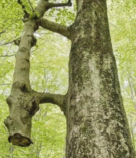 赵麟斌:老树新枝-华闻时空