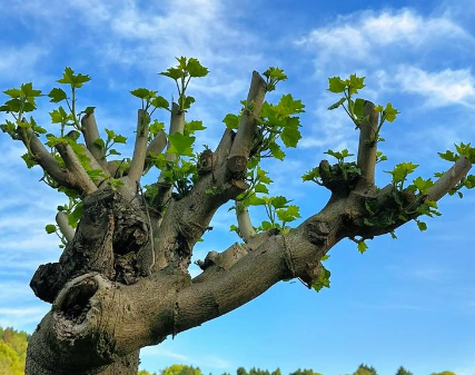 赵麟斌:老树新枝-华闻时空