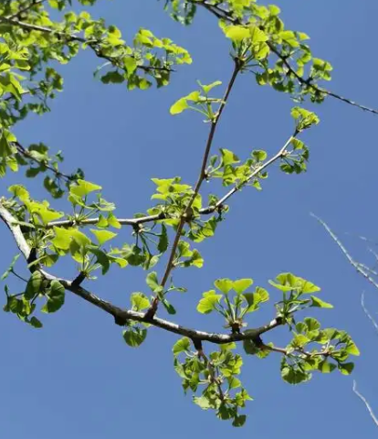 赵麟斌：老树新枝-华闻时空
