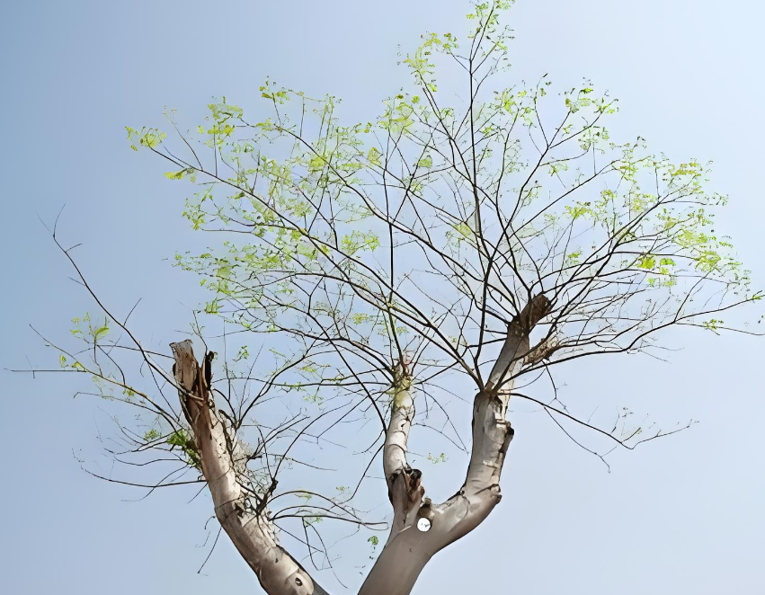 赵麟斌：老树新枝-华闻时空