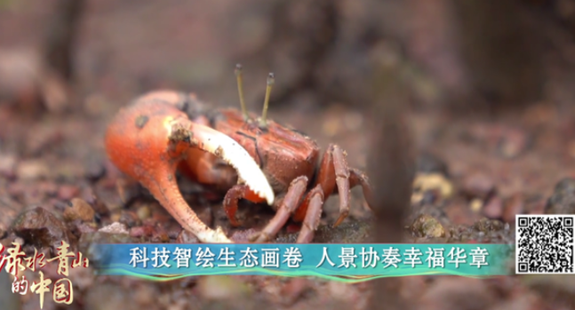 中国电视-《美丽中国 四季行歌》之《绿水青山的中国》：多地协同发展，共建美丽中国-华闻时空