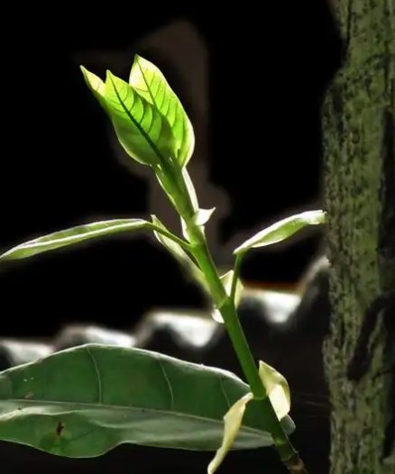 赵麟斌:老树新枝-华闻时空