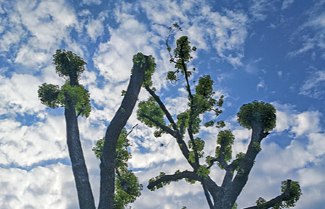 赵麟斌:老树新枝-华闻时空