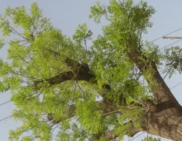 赵麟斌:老树新枝-华闻时空