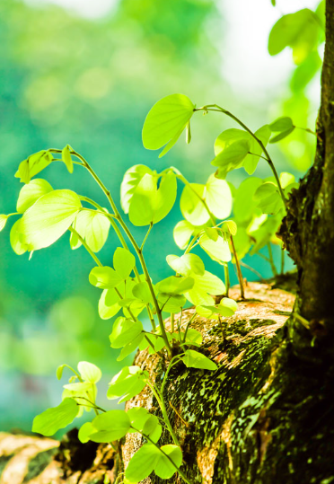 赵麟斌：老树新枝-华闻时空