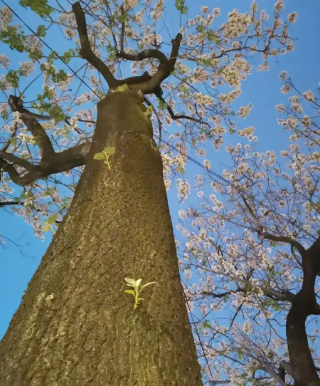 赵麟斌:老树新枝-华闻时空