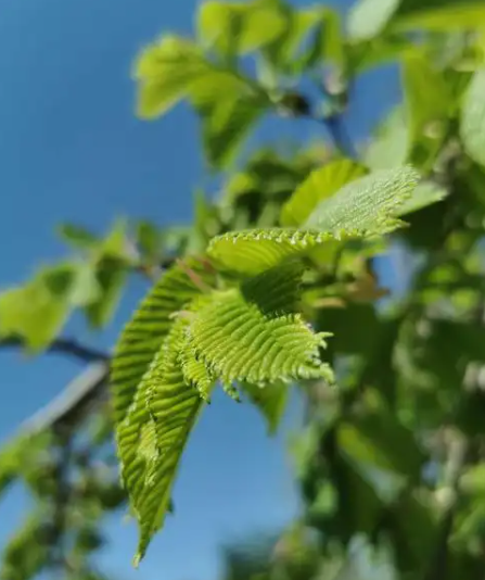 赵麟斌:老树新枝(30)-华闻时空