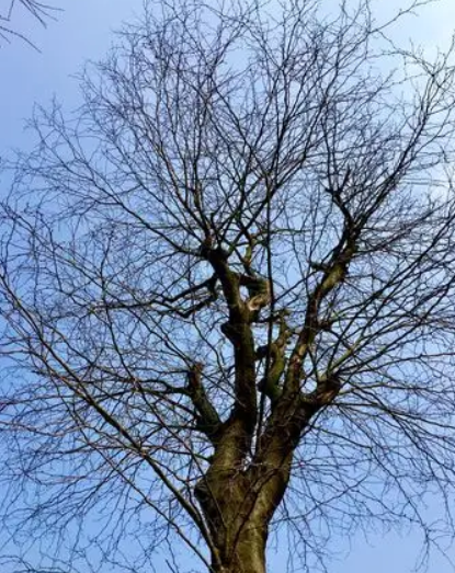 赵麟斌：老树新枝-华闻时空