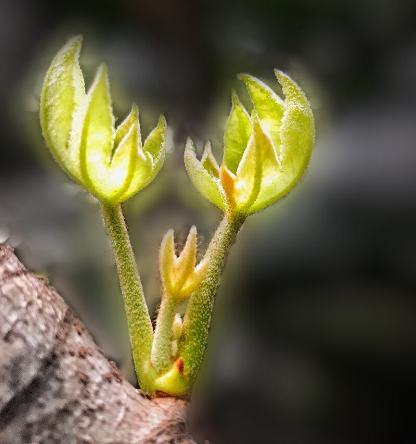赵麟斌：老树新枝-华闻时空