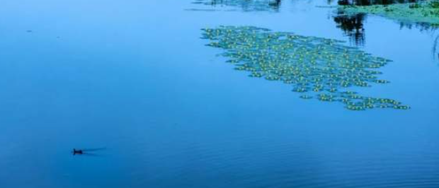 湖面上的小花-华闻时空