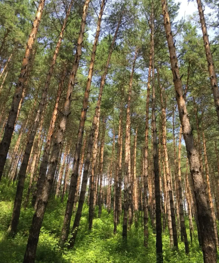 大兴安岭的树-华闻时空
