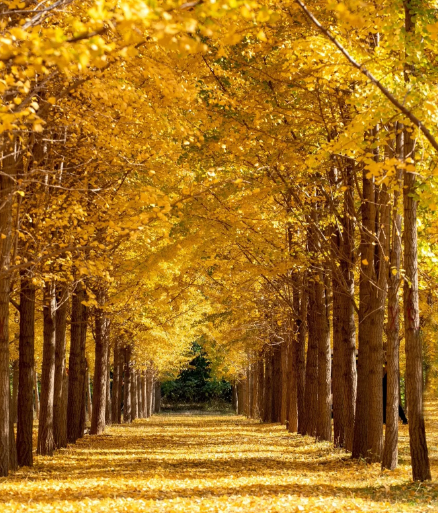 姜敏达诗歌欣赏：秋-华闻时空