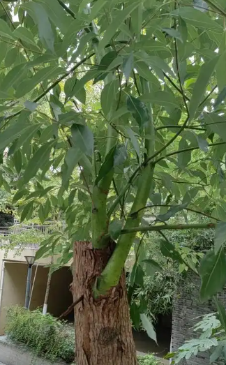 赵麟斌：老树新枝-华闻时空