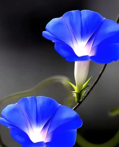 姜敏达诗歌欣赏:牵牛花-华闻时空
